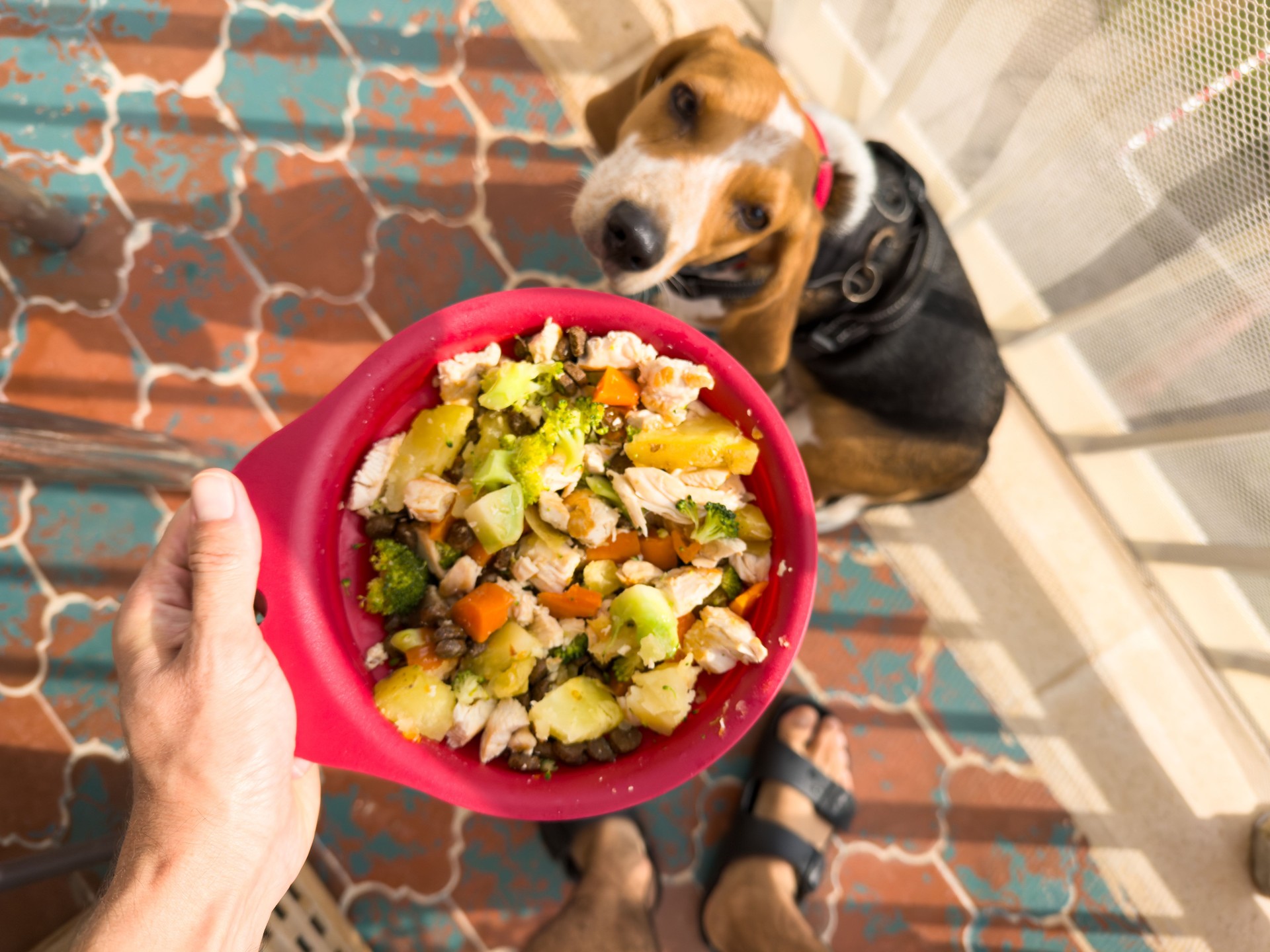point of view of a pet Owner holding healthy food for adorable beagle dog at home