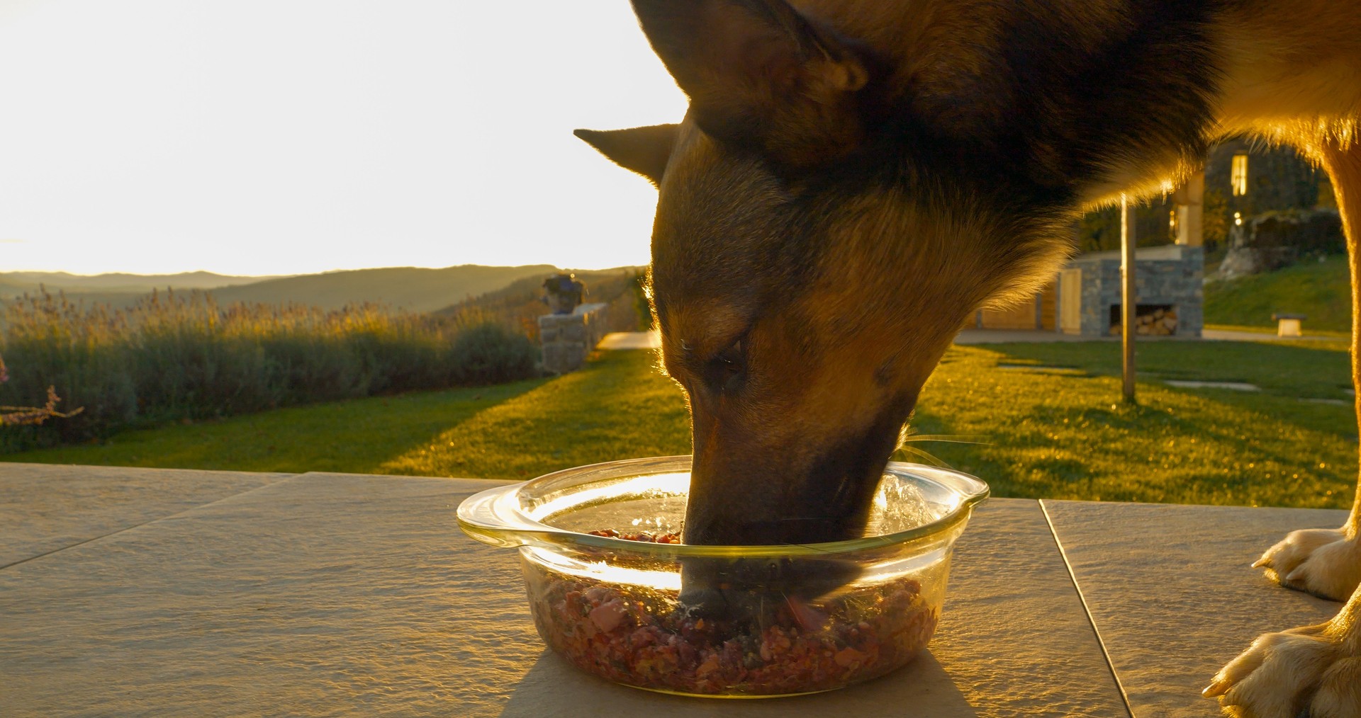 CLOSE UP, LENS FLARE: Shepherd dog enjoys a raw meat meal outdoors at sunset